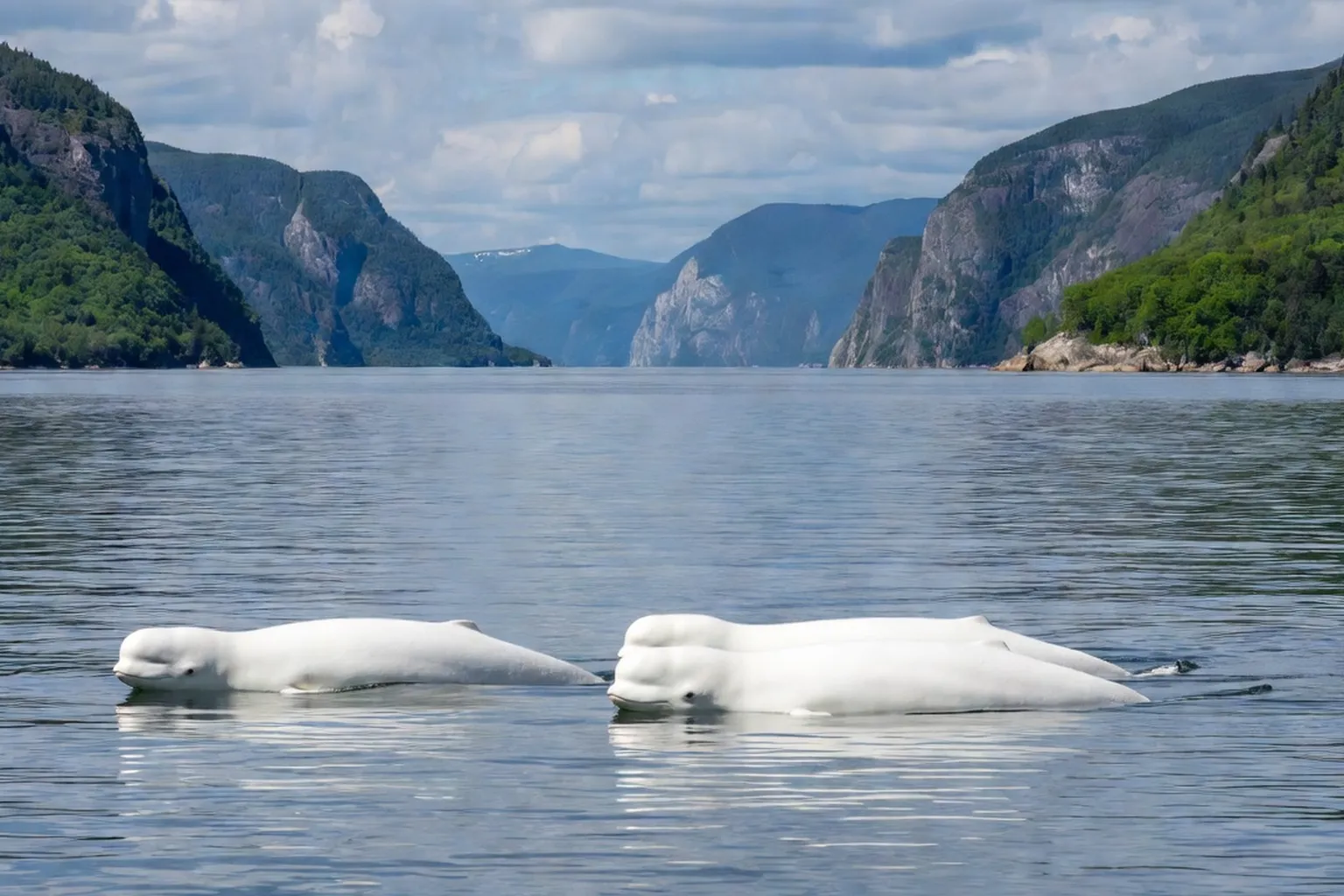 Bélugas dans l’estuaire du Saint-Laurent vus depuis la rive de Tadoussac en été